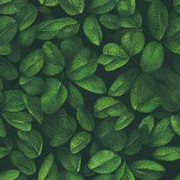Deep Green Leaves free seamless pattern